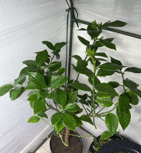Rainbow blood orange tree - rainbow,