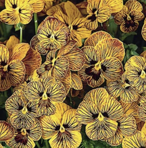 Viola cornuta twix special - x,