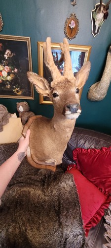 Vintage french taxidermy - taxidermy, roe