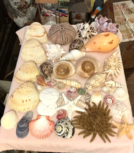 Lot extra large seashell - #7,