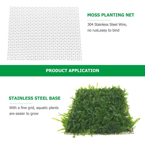 Christmas moss live plant - christmas,
