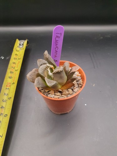Haworthia truncata miniature - haworthia, 'miniature