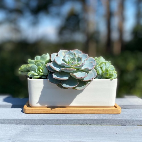Cactus succulent pot ceramic - pot,