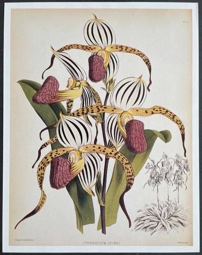 Botany orchids cypripedium - botany,