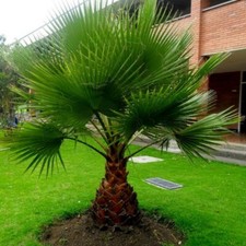 Washingtonia filifera seeds Mexican robusta fan palm tree desert California