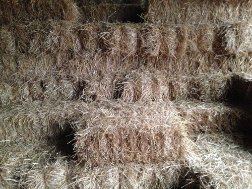Wheat barley straw - wheat, bales