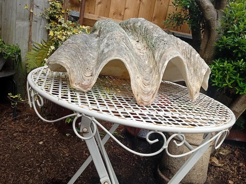 Huge antique natural giant - huge,