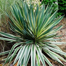 Yucca variegata variegated - yucca,