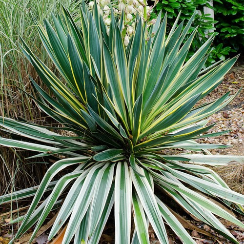 Yucca variegata variegated - yucca,