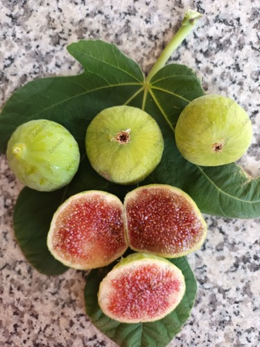 Aspra fig tree - fig,