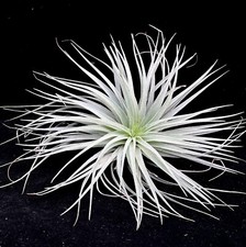 Large silver clump - , tillandsia