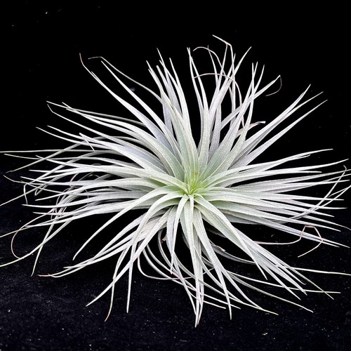 Large silver clump tillandsia - silver,