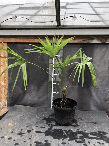 Trachycarpus nova