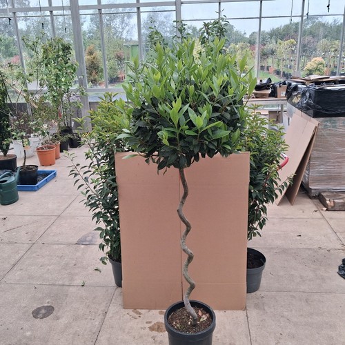 Laurus nobilis spiral stem bay - stem,