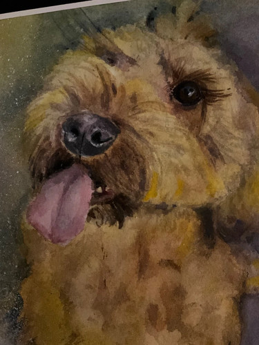 Cockapoo labradoodle original - cockapoo,