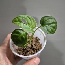 Monstera Adansonii - Monstera