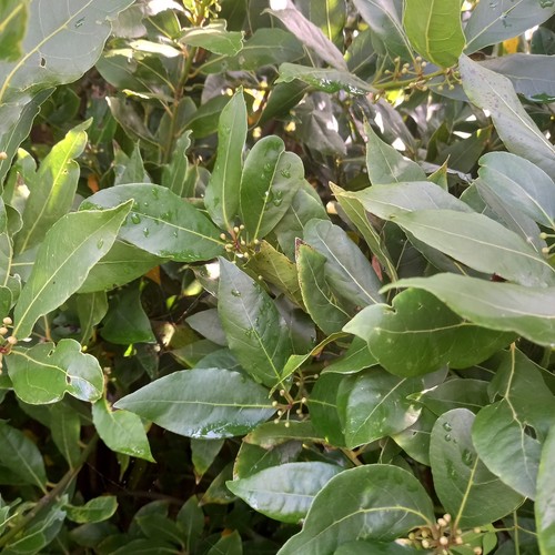 Bay tree - bay, (laurus