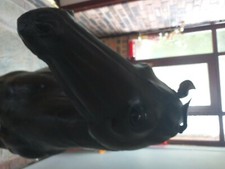 Leather lifesize antique leather horse statue. Immaculate condition.