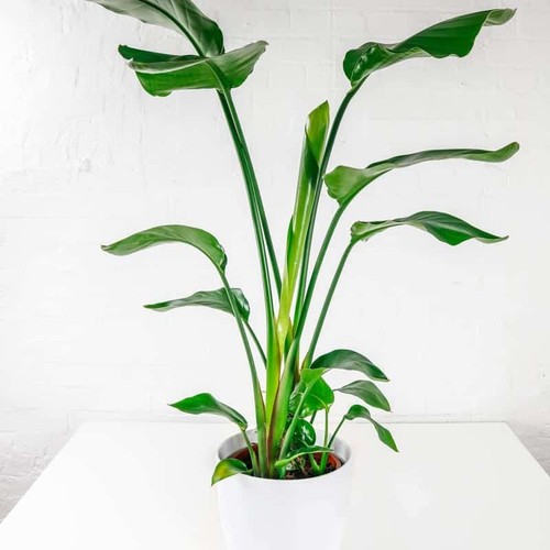 Bird paradise - bird, of