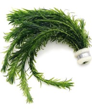 Bunch of 5 Stems Elodea Densa