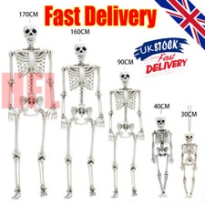 Full Size Halloween Skeleton