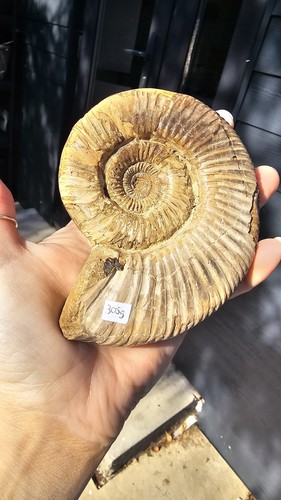 Large natural fossil - natural, ammonite