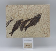 Fossil Knightia Fish Shoal  Eocene Green River Formation Wyoming USA +Stand