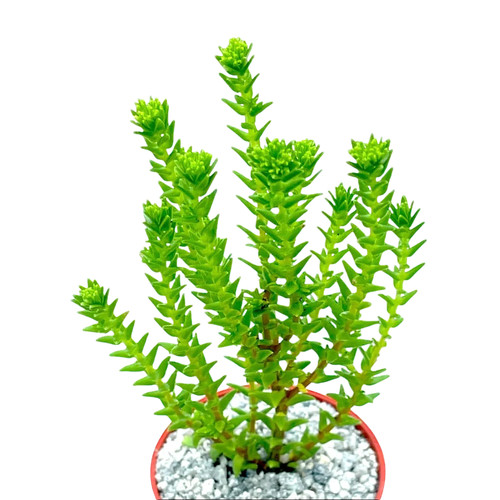 Crassula ericoides uk grown - ericoides,