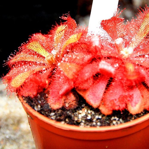 Alice sundew drosera aliciae - alice,
