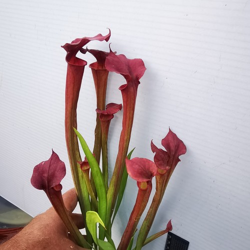 Sarracenia moorei adrian - sarracenia,