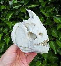 Red-Bellied Piranha Skull –
