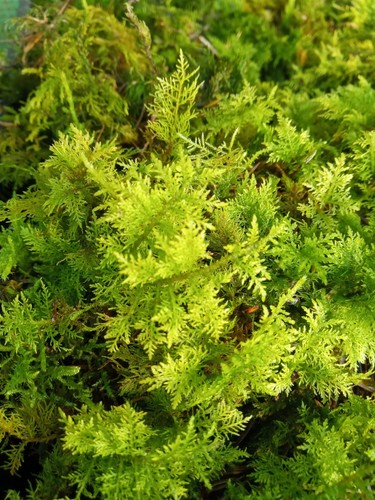 Live moss many different - live,