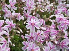 Creeping phlox subulata candy - creeping,