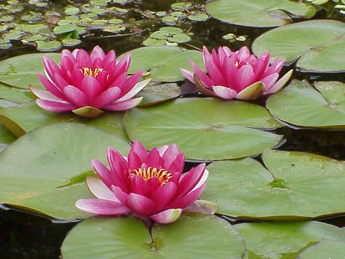 Red water lily attraction live - attraction,