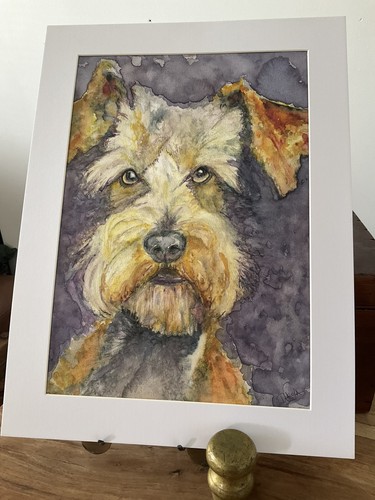 Irish terrier dog airedale - dog,