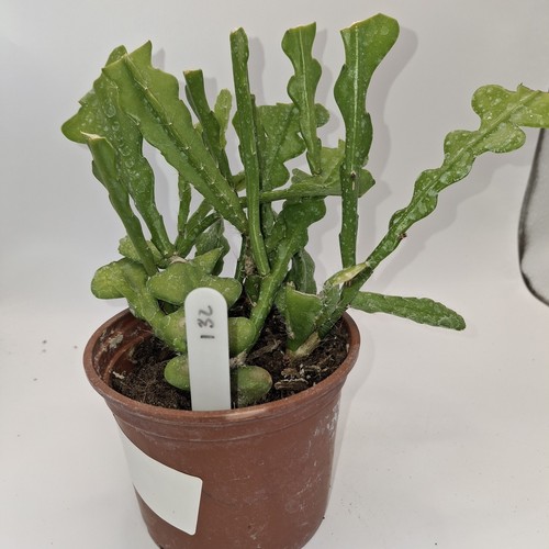 Fishbone cactus zig zag - fishbone,