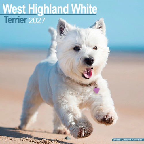 West highland terrier 2027 - highland,