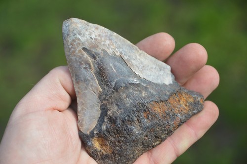 Lovely genuine megalodon - genuine,