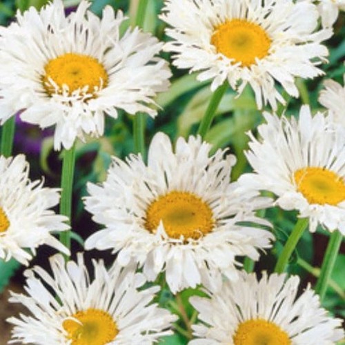 Litre plant - litre,