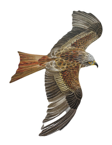 Red kite plaque - red,