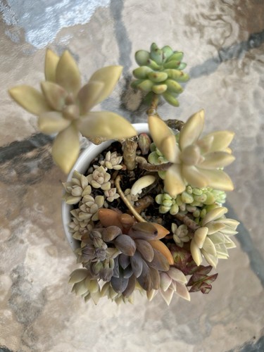 Mixed succulents which may - succulents,