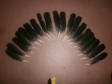 20 SMALL CARRION CROW WING FEATHERS 5" - 6" - arts crafts, fishing, goth, pets