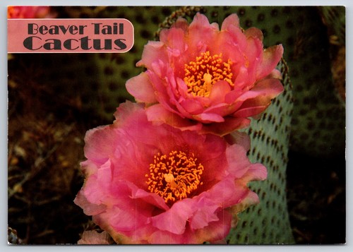 Postcard beaver tail - postcard, cactus