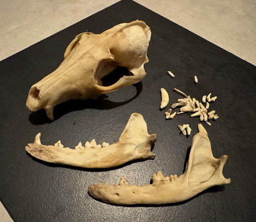 Large fox skull - , taxidermy