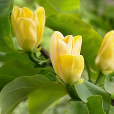 Magnolia brooklynensis 'Yellow