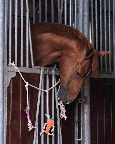 Qhp horse toy - qhp,