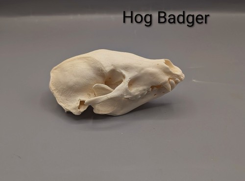 Hog badger skull animal - badger, skull,
