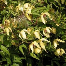 YELLOW DECIDUOUS SCENTED CLEMATIS * SERRATIFOLIA * 2 LITRE LONG POT * CLIMBER