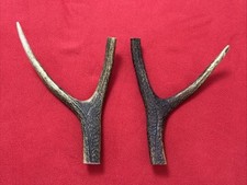 2 PIECES OF SIKA DEER ANTLERS