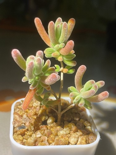 Drosanthemum red form - sp., form'